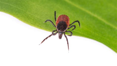 Babesiosis What To Know About The Tick Borne Disease