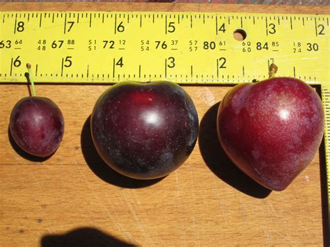 Pluerry Size Comparison General Fruit Growing Growing Fruit