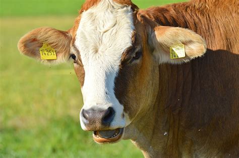 Cow Animal Beef · Free Photo On Pixabay