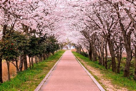 Hd Wallpaper Concrete Pathway Surrounded With Cherry Blossoms Travel