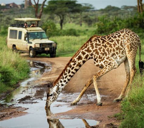 Best Of East Africa Safari Holiday Source Africa Discoveries