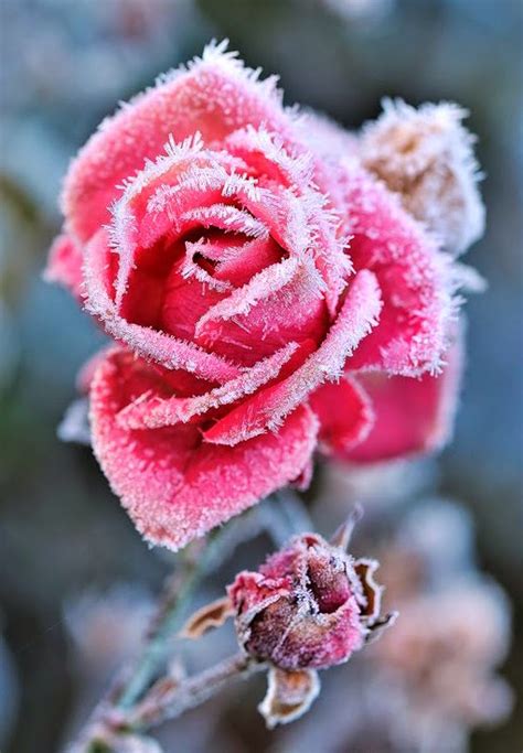 Frozen Rose Dreamy Nature