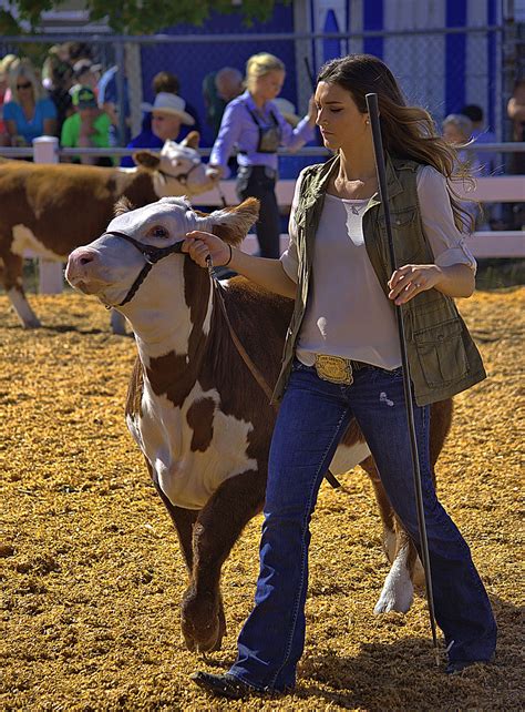 Showing Her Cow Showing Livestock Show Cows Show Cattle
