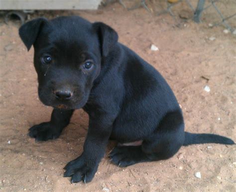 Black pitbulls panther best breed in the world. Cute Puppy Dogs: black and white pitbull puppies
