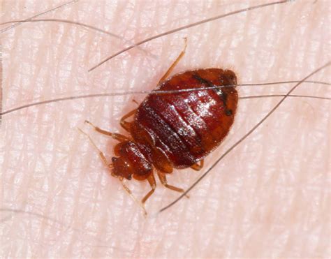 Bed Bugs In Your Hotel What To Do After Insects In The City