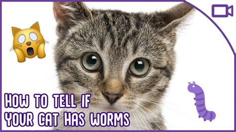 How To Tell If Your Cat Has Worms Cat Health Care Youtube
