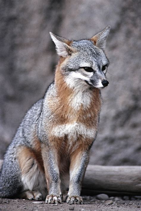 Bow Down To Our Countrys 50 State Animals Cutefox Delaware Gray Fox