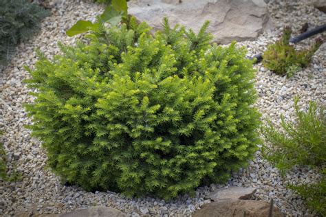 Use Dwarf Evergreens To Give Your Garden Structure Garden Structures