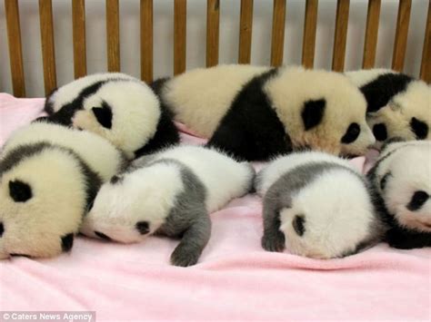 Chinese Conservationists Celebrate After Seven Baby Pandas Born At The