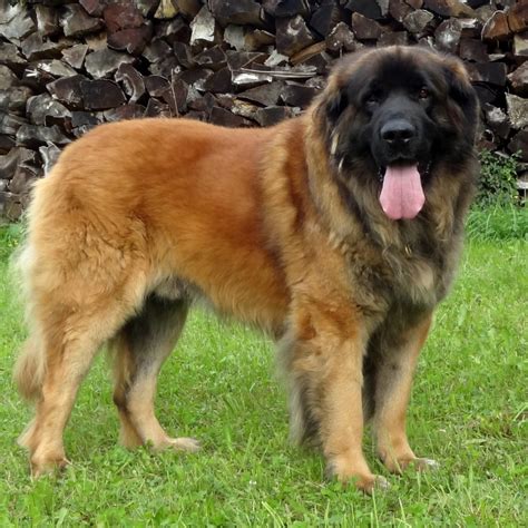 leonberger breed guide learn   leonberger