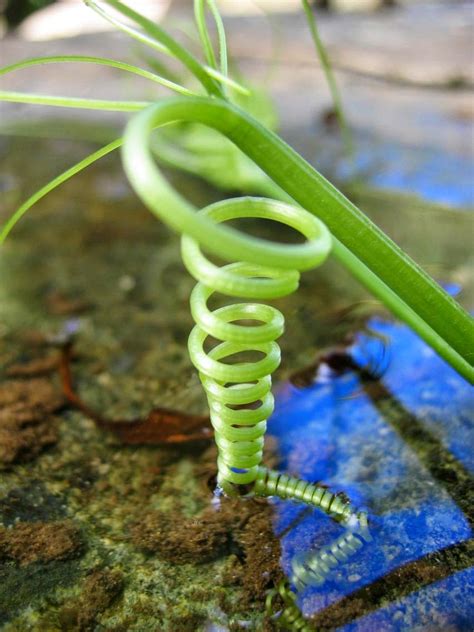 Why Do Spirals Exist Everywhere In Nature