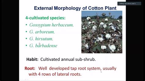 External Morphology Of Cotton Plant And Arecaceae Moraceae Youtube