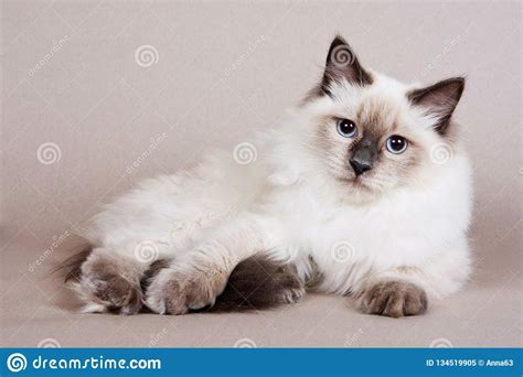 Fluffy White Kitten Siberian Cats Stock Image Image Of
