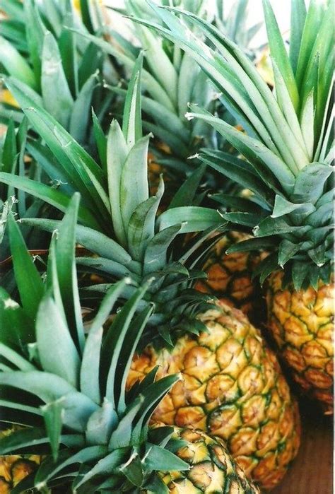 The pineapple (ananas comosus) is a tropical plant with an edible fruit and the most economically significant plant in the family bromeliaceae. Mmmm...white pineapple bought at farmers market (Kauai ...
