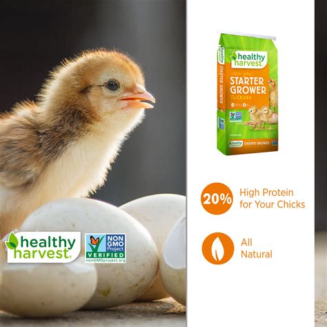 Non Gmo Startergrower Chick Feed Healthy Harvest Healthy Harvest