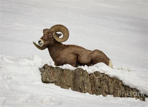 Bighorn Sheep Resting On Cliff Photograph By Dan Murray Pixels