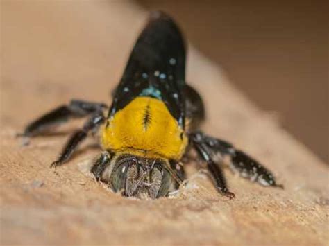 What Is A Carpenter Bee Lifecycle Nesting Foraging And Habitat