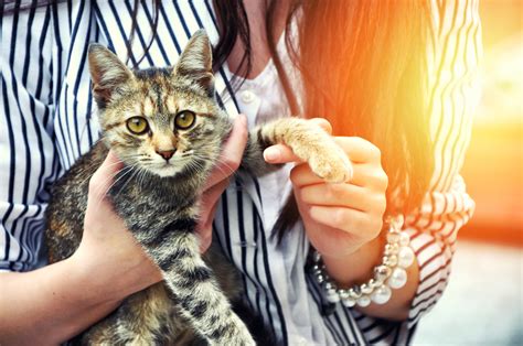 Having A Cat Could Protect You Against A Staph Infection Easy Health
