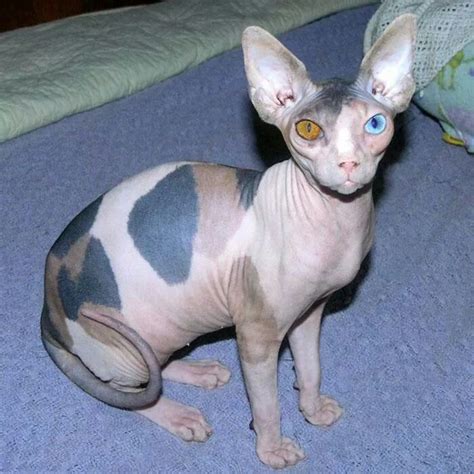 Russian blue cat names it's not a big problem to name a. Two colored eyes and Calico | Sphynx cat, Cute cats ...