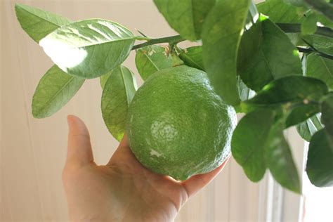 How To Grow Huge Lemons Indoors The Old Walsh Farm