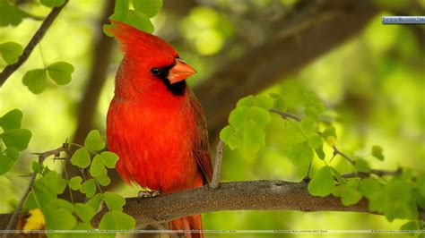 Red Bird Wallpapers Top Free Red Bird Backgrounds Wallpaperaccess