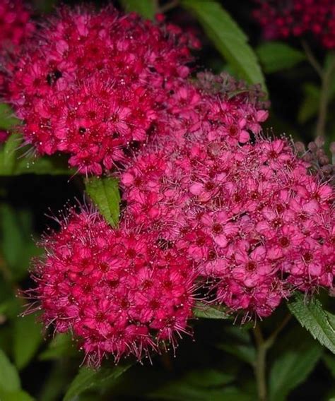Maybe you would like to learn more about one of these? Spiraea japonica 'Anthony Waterer' - BambooPlants.ca