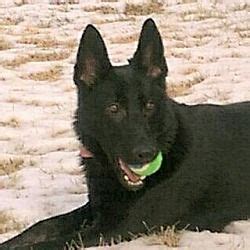 Find your new best friend below—or adopt at a petco store. Kansas City, Missouri - German Shepherd Dog. Meet Ellie, a ...