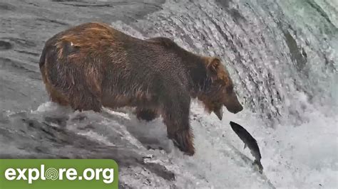 Amazing Salmon Catches Best Of Bear Cam Youtube