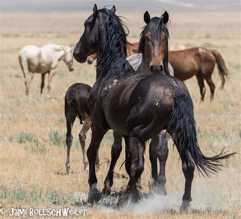 Onaqui Wild Horse Herd West Desert Utah Wilde Mustangs Utah