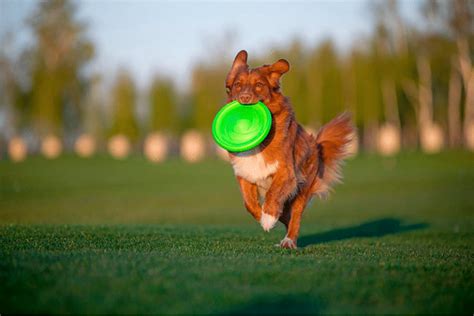 Top 10 Most Durable Frisbees For Dogs Reviews In 2021