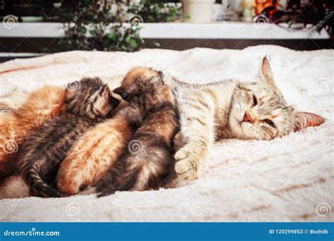 Mother Cat Nursing Baby Kittens Stock Image Image Of Eating Ears