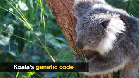 Koala Genome Sequenced Youtube