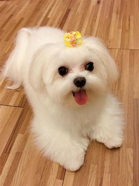 10 Of The Best And Cutest Puppies You Will Love Cute Puppy Amazing