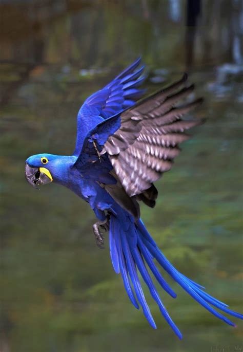 Top 20 Most Beautiful Colorful Birds In The World Colorful Birds Pet