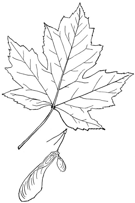 The coloring page is printable and can be used in the classroom or at home. Maple Leaf Outline - AZ Coloring Pages - Cliparts.co