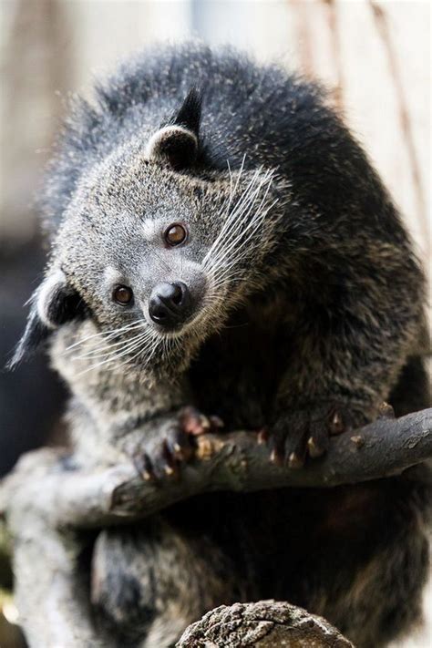The Slower You Go The Bigger Your World Gets The Binturong