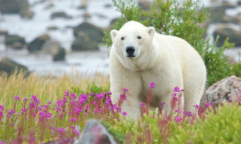 Best Places To See Polar Bears In The Wild Wanderlust
