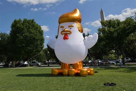Giant Inflatable Trump Chicken Pops Up Next To White House New York