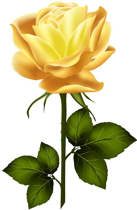 Yellow Rose Png 10 Free Cliparts Download Images On Clipground 2024