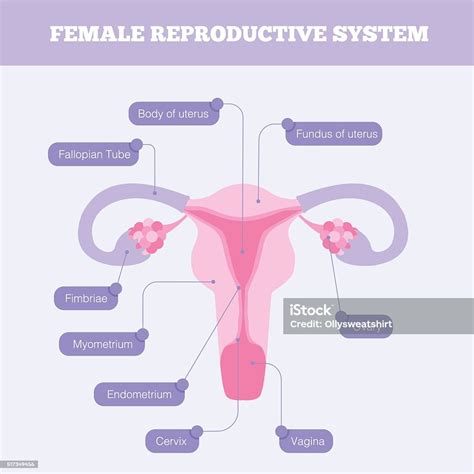 Female Reproductive System Flat Vector Infographic Stock Illustration