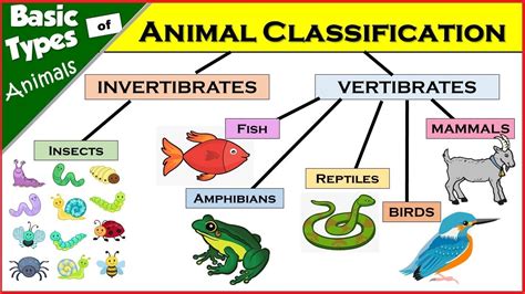 Learn Basic Types Of Animals And Their Characteristics Youtube