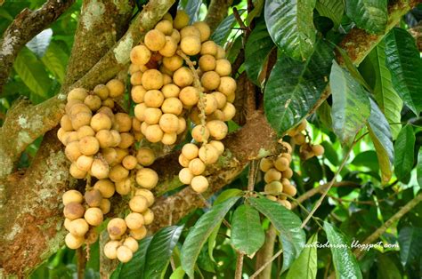 Karak organic durian farm is located about 2 hours away from kuala lumpur. 乱以食为天: 【彭亨】加叻有机榴莲果园 Karak Organic Durian Farm