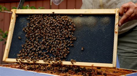 Urban Beekeeping Cool Thing To Do Cbc News