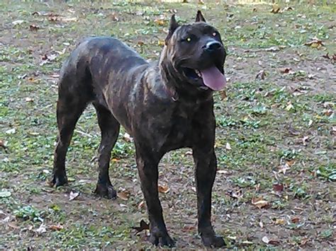 & 1 female fawn purebred puppies available. Perro de Presa Canario Puppies For Sale | Macon, GA #258475