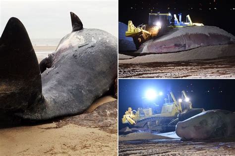 Uk Beach Cordoned Off After 50ft Dead Fin Whale Washes Ashore Sparking