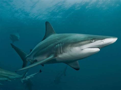 Top 5 Most Common Sharks In The Maldives