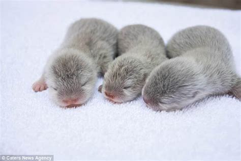 Baby Otters Born At The Santa Barbara Zoo Are The Cutest Thing Youve