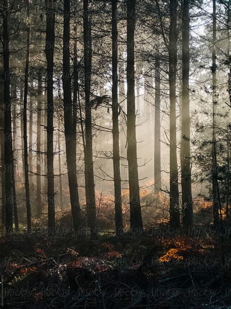 Rays Of Light In A Mist Filled Forest At Sunset Norfolk Uk Del