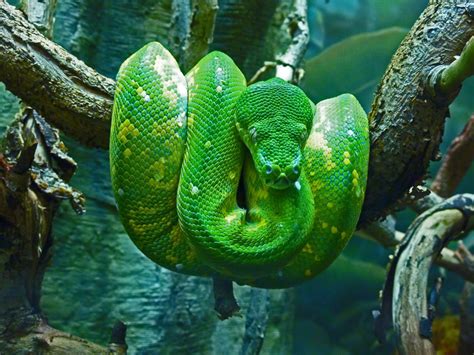 Emerald Tree Boa Amazing Colour Pet Snake Emerald