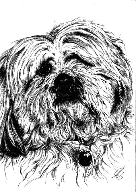 A Lovely Little Maltese Done As A T For A Lovely Lady Probably
